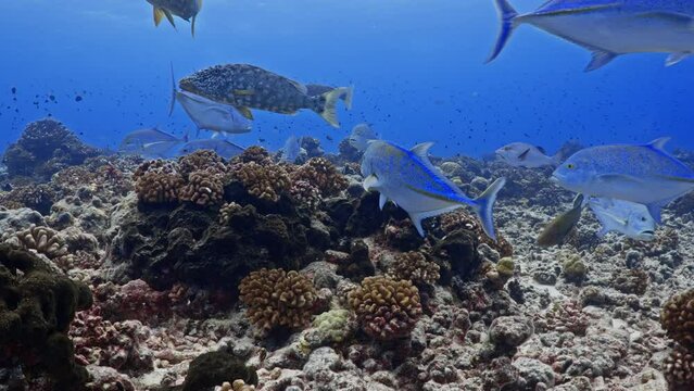 Spangled emperor (Bec de Canne) and trevally (carangue) over the coral reef, filmed underwater in the pass of Tiputa in the atoll of Rangiroa in the French Polynesia in the middle of the South Pacific