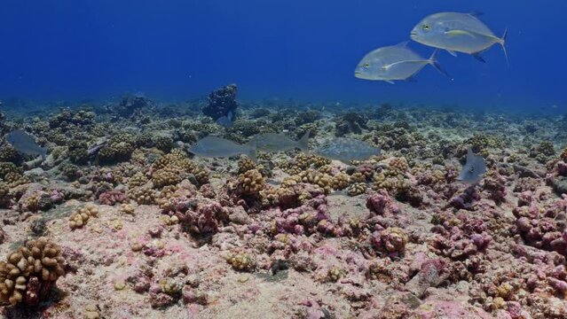Spangled emperor (Bec de Canne) and trevally (carangue)over the coral reef, filmed underwater in the pass of Tiputa in the atoll of Rangiroa in the French Polynesia in the middle of the South Pacific