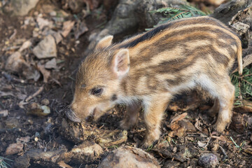 Wild boar - Sus scrofa - in the forest and by the in its natural habitat. Photo of wild nature.