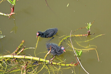 Moorhen chicks on the Tiverton Canal