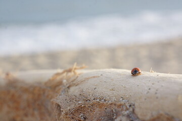 Macro of spotless bright red ladybug crawling on light-coloured branch, rippled beach in background, blue ocean with foam in background