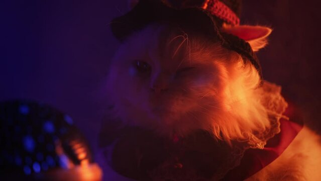 Magician cat in witch costume sitting near glowing predictable ball. Halloween
