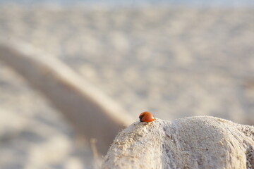 Macro of spotless bright red ladybug crawling on light-coloured branch, rippled beach in background