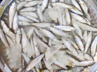 Cabdio morar, the morari, is a species of freshwater fish from the carp family (Cyprinidae).