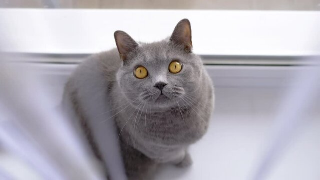 Gray British Cat Sits behind a Curtain on a Windowsill near Window, Looking Up. Close up. Isolated. Portrait of a hiding fluffy domestic British purebred cat with green eyes. Daylight. Pet lifestyle.