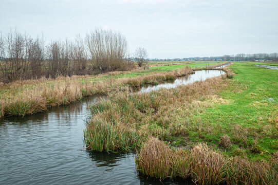 Grassland, shrubs and water in the Dutch landscape in Polder Bloemendaal near Gouda, Netherlands