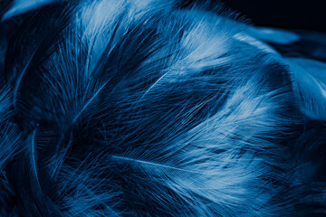 white and blue feathers. background