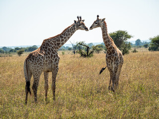 Naklejka na ściany i meble zwei Giraffen im Kruger National Park