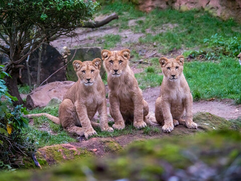 Berberl&ouml;wen im Zoo Hannover