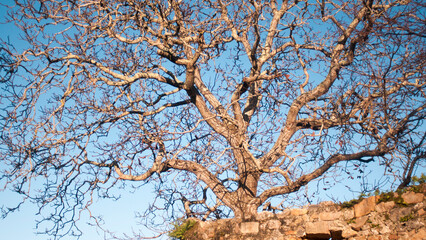 Ramas sin hojas de arbol grande