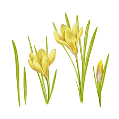 Obraz premium Set of hand drawn yellow crocuses flowers. Watercolor illustration isolated. For print on t-shirts and bags, for postcards, banner or poster.