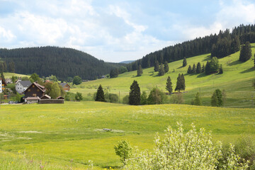 Pasture landscape in Swiss Alps region in lush green and with wild flowers