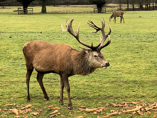 A view of a Red Deer Stag