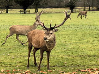 A view of a Red Deer Stag