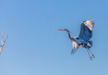 Great blue heron carrying stick to its nest