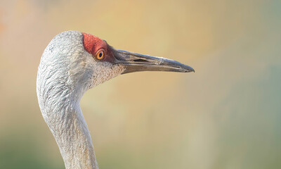 Sand Hill Crane close up portrait
