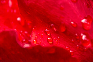 Water drops on red rose