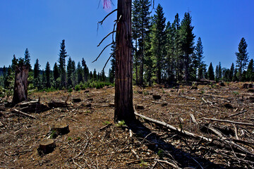 Clear Cut with monoculture plantings in upper-left background, Highway 4, Sierra Nevada, California