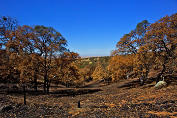 The “Telegraph Fire” in oak grassland, started by a lightening storm in 2009, Telegraph Road, Calaveras County, California