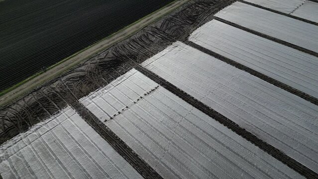farmers protect cultivated vegetables and potatoes from spring frosts with a white light fabric. over this substance, the geotextile is watered by sprayers because it prevents water from evaporating