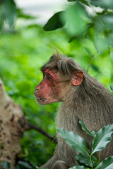 Macaque monkey sitting on a tree in a jungle foliage.