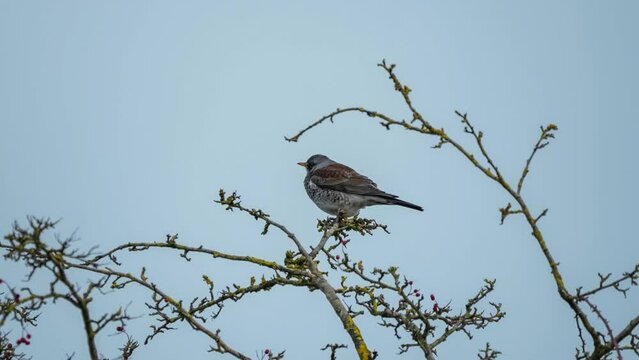 fieldfare (Turdus pilaris) eating berries amongst branches of a late autumn tree, Wiltshire UK