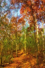 Beautiful Autumn landscape of The Ice Age Trail passing through a colorful forest on a sunny day.
