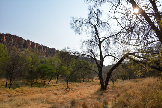 Thick trees at the foot of the mountains in the desert of Namibia, Africa