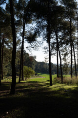 Obraz premium Serene winter scene in Beit Shemen forest, Israel, with sunlight filtering through pine trees onto a grassy path