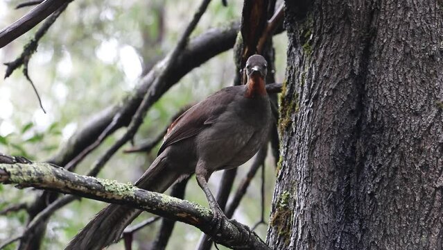 Lyrebird in a tree, looks around, then fly's to the ground.