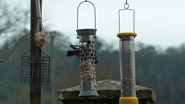 close-up of a starling (Sturnus vulgaris) at a bird feeding station 