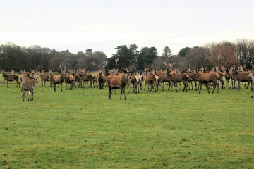 Fototapeta na wymiar A view of a Herd of Red Deer