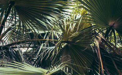 Green tropical palm trees with lush foliage growing in garden. Tropical palm leaves, floral background photo.