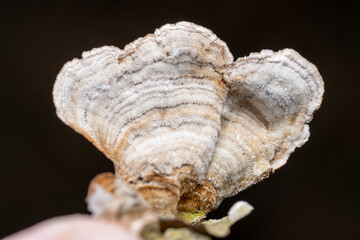 Stereum fasciatum mushroom