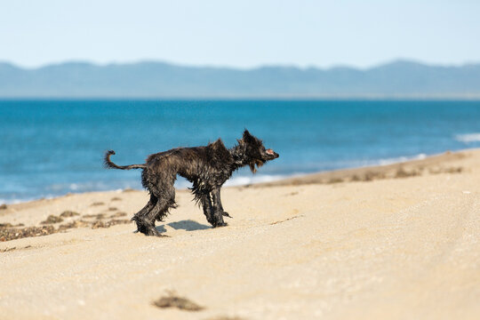 Funny Afghan Hound young dog having fun on the beach. Wet Afghan hound puppy running at the seaside