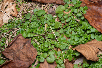 Hairy Bittercress