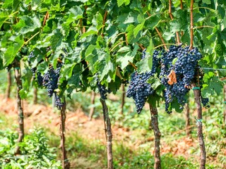 wine grapes on a tree to harvest