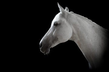 Portret siwego (białego) konia na czarnym tle - obrazy, fototapety, plakaty