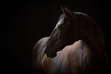 Fotobehang portret karego konia na czarnym tle  © Anna