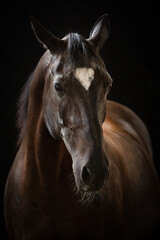 portret karego konia na czarnym tle  - obrazy, fototapety, plakaty