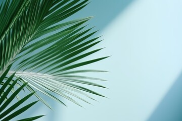 Shadow from palm leaves on the light blue wall.