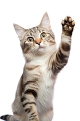 Obraz premium Cat giving high five on white background.