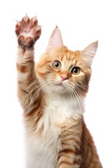 Naklejka premium Cat giving high five on white background.
