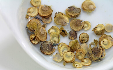 longrooted hollyhock weevil into seeds