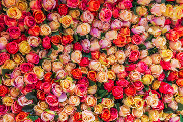 Close-up view of a wall decorated with multi-colored rose flowers.
