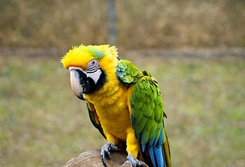 Green and yellow macaw