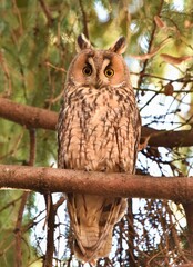 Surprised owl looking at me.