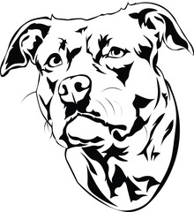 Cartoon Black and White Isolated Illustration Vector Of A Pet Pitbull Puppy Dogs Face and Head