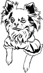 Cartoon Black and White Isolated Illustration Vector Of A Pet Chihuahua Puppy Dog Standing Up