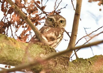 Cute little owl looking at me.